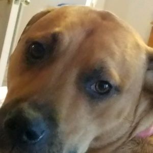Meet your Posher, Annie